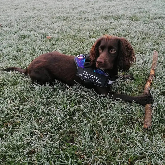 Safety Dog Harness Rieworkes